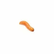 Pisces Butter Worms - 10-Pack