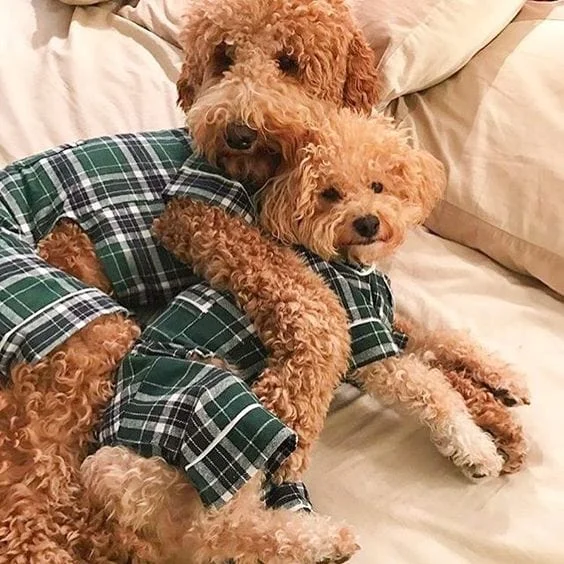 Green Plaid Dog Pajamas Pets and their Humans, from Fabdog