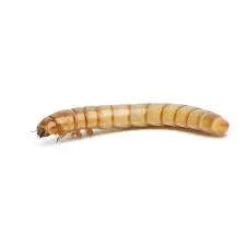 Pisces Jumbo Mealworms - 50-Pack